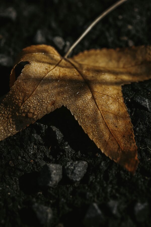 Autumn - Letting Go