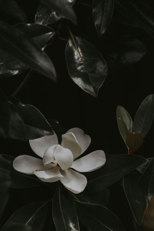 Bloom in Shadow