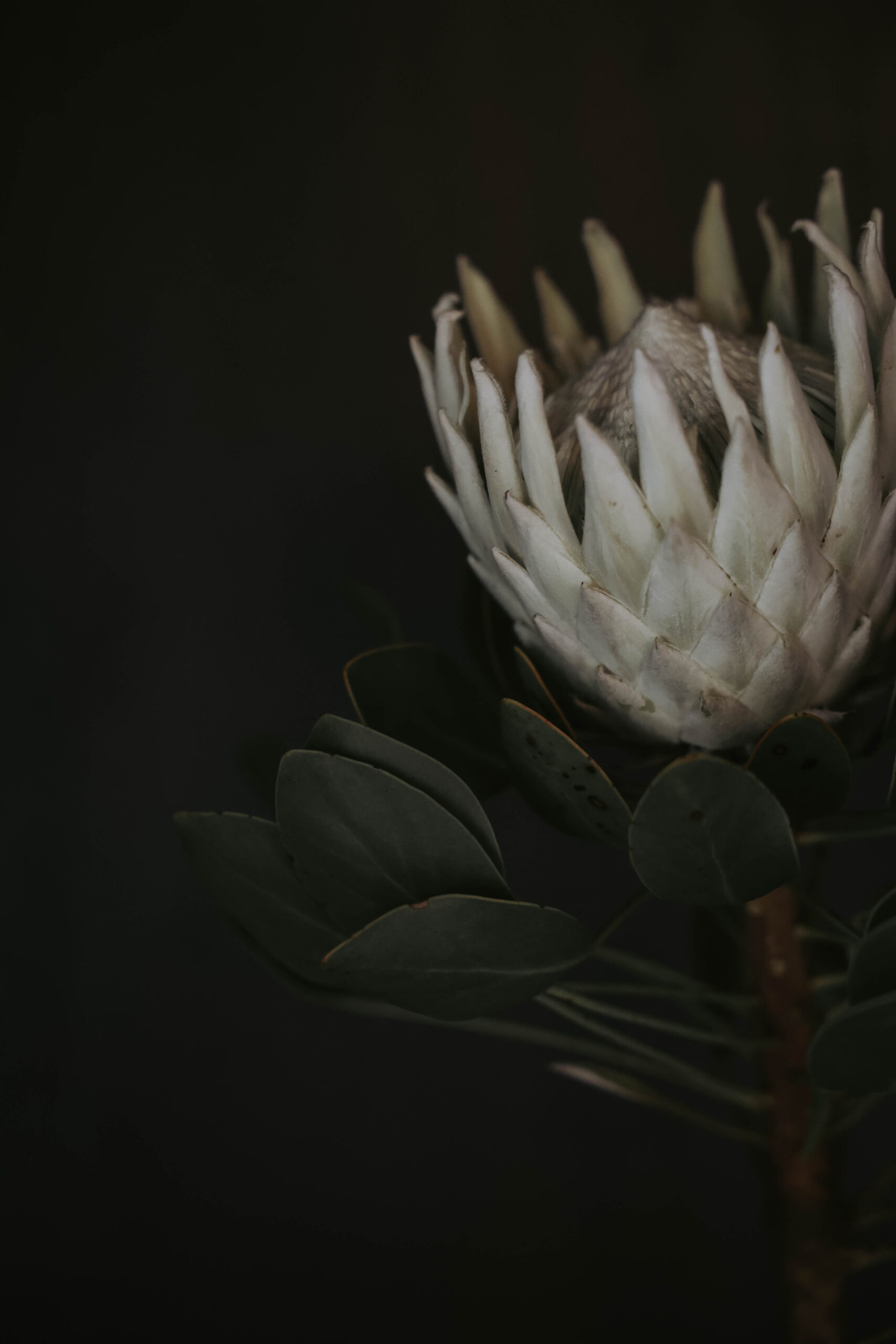 Protea Study